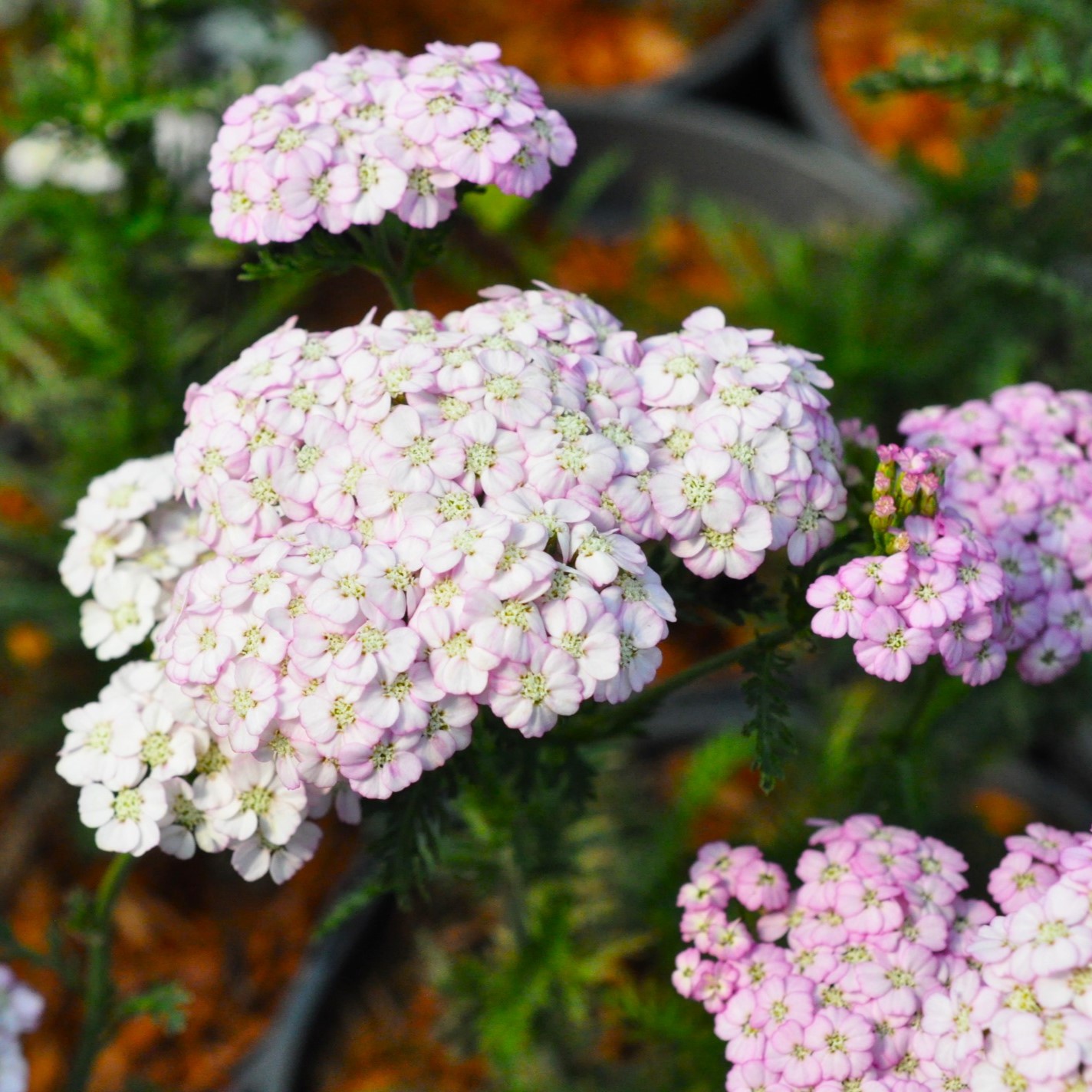 Achillea 'Apple Blossom'  (Apfelblute)